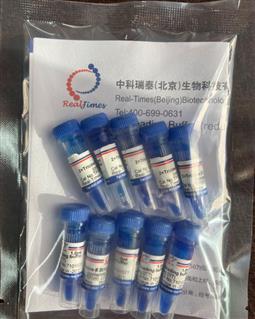 2×Tricine多肽上樣緩沖液（變性，還原，含溴酚藍）